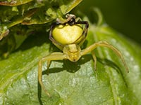 Veränderliche Krabbenspinne